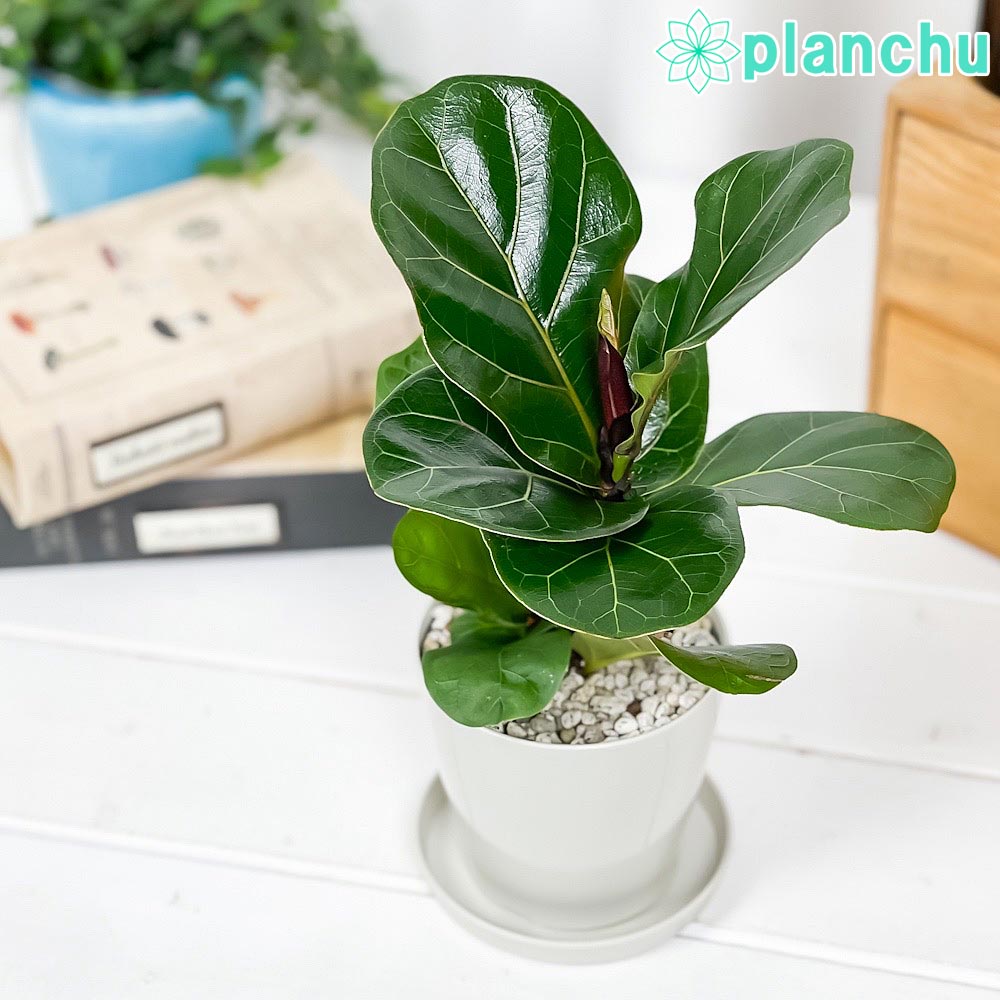 ☆ インドボダイジュ 160cm♪ フィカス•レジリオーサ♪ 楽天市場】PLANCHU 観葉植物 フィカス レリジオーサ 5号樹脂鉢