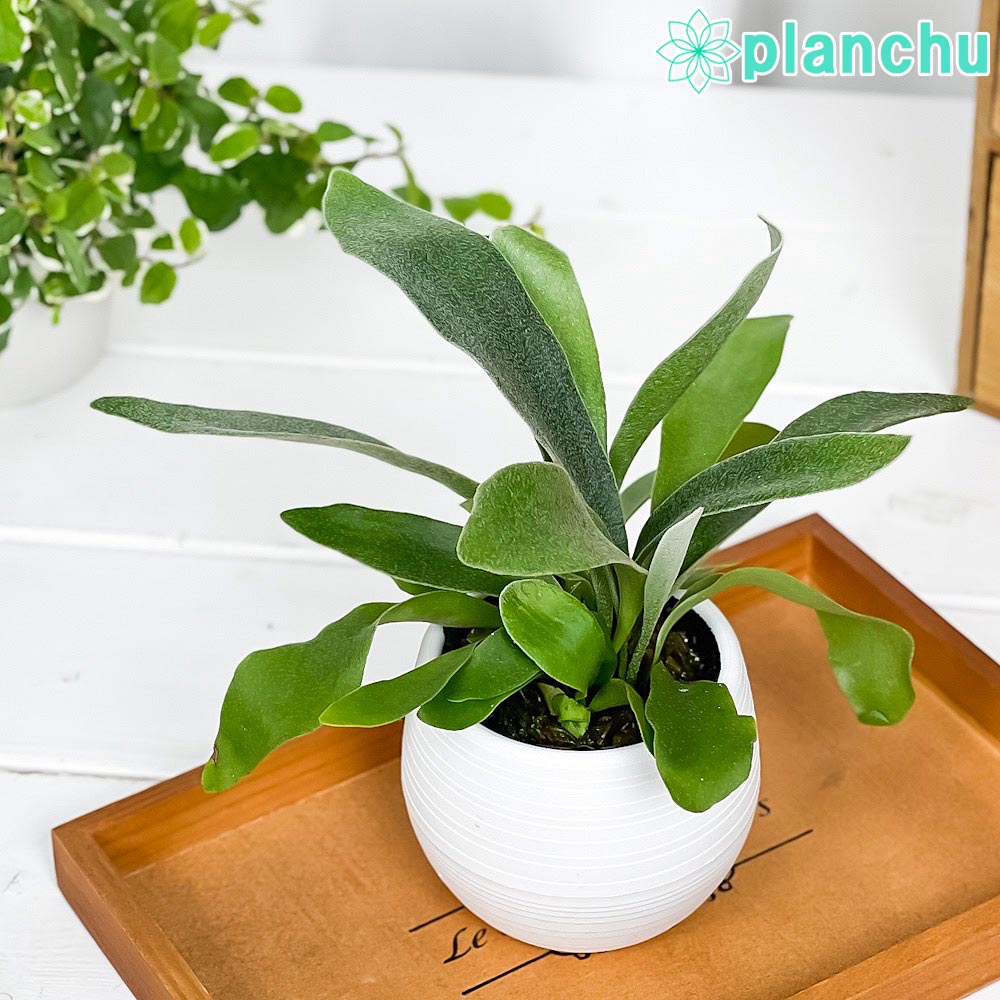 楽天市場】ビカクシダ（プラティセリウム グランデ）5号鉢苗