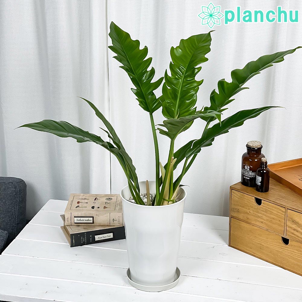 楽天市場】PLANCHU 観葉植物 アロカシア ローライダー 8号