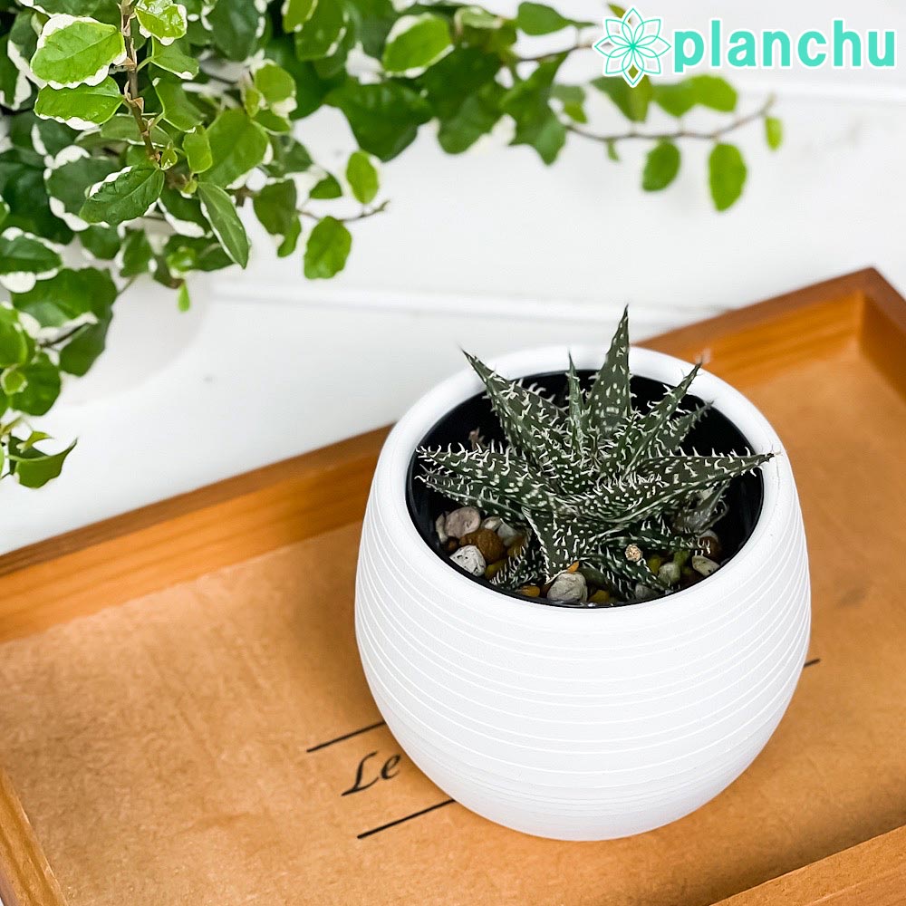 アロエ　ピランシー　多肉植物 約60cm 楽天市場】多肉植物：アロエ ピランシー*幅30cm 現品！一品