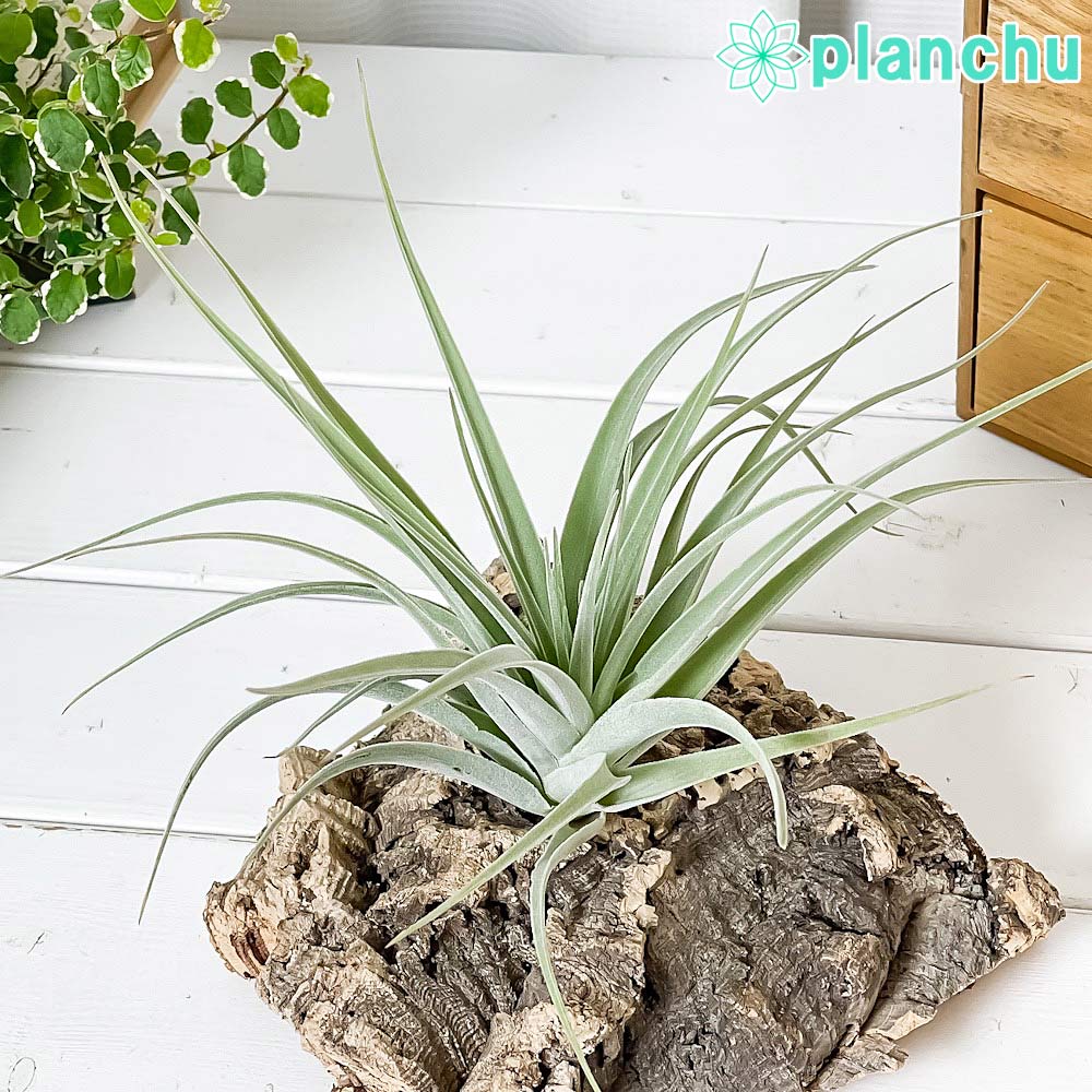 ブロメリア・エアープランツ Tillandsia kautskyi メタリックな光沢＊開花直前＊チランジア カウツキーTillandsia