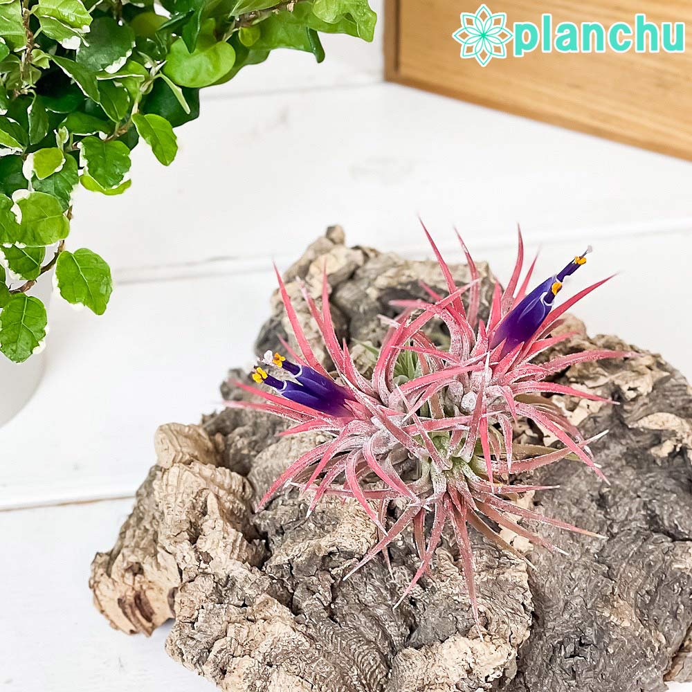 チランジア　イオナンタ　メキシカンゼブラ　エアプランツ チランジア・イオナンタ・ゼブリナ Tillandsia ionantha