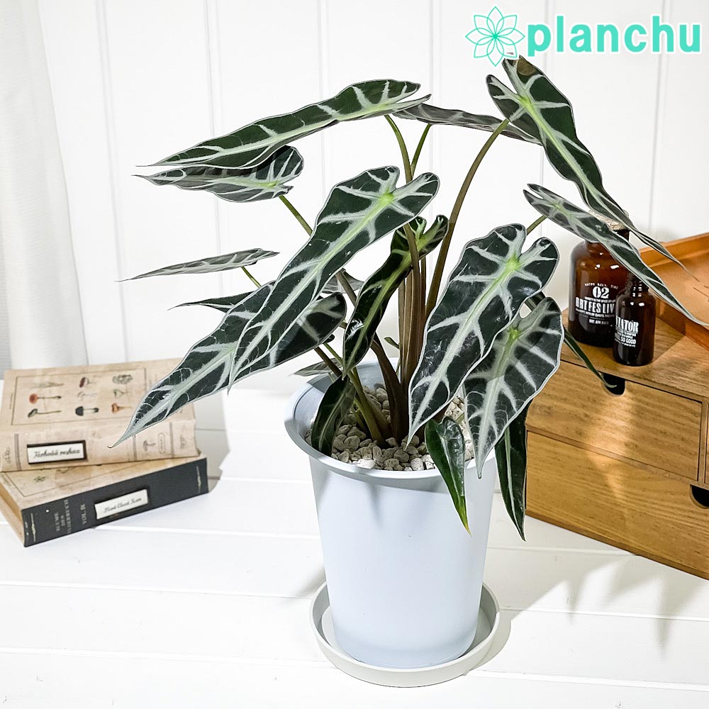 アロカシア アマゾニカ ピンク 斑入り鉢のまま発送 観葉植物