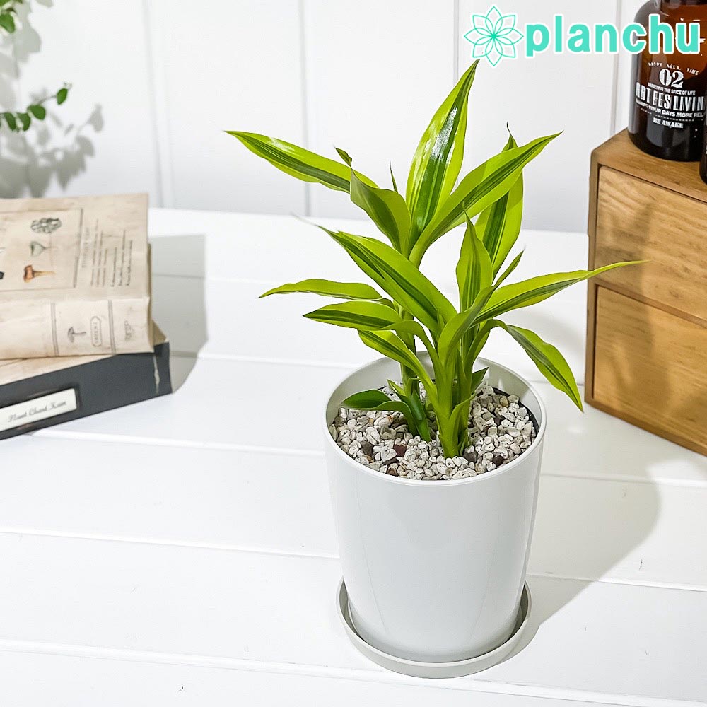楽天市場】PLANCHU 観葉植物 ジャカランダ ミモシフォリア 4号鉢