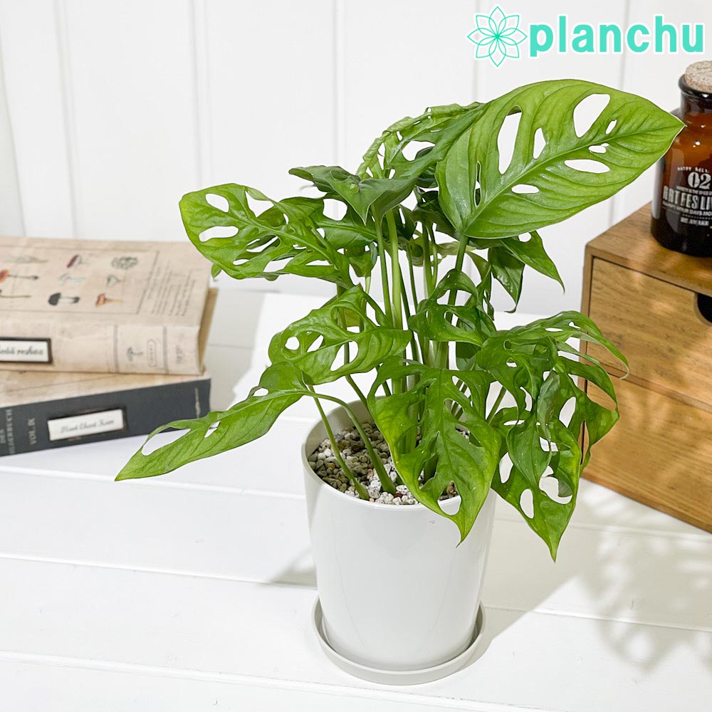 楽天市場】PLANCHU 観葉植物 フィカス ベンジャミン シタシオン