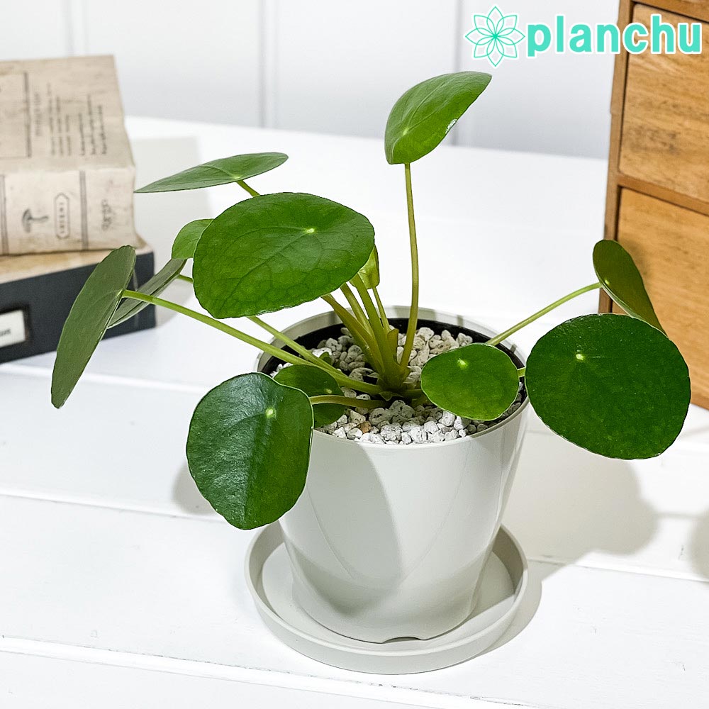 楽天市場】PLANCHU 観葉植物 クテナンテ グレイスター 6号鉢 受け皿