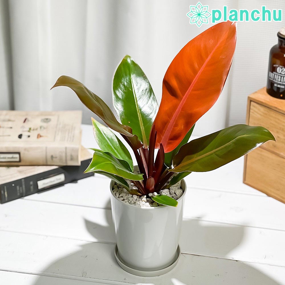 楽天市場】PLANCHU 観葉植物 フィロデンドロン グロリアス 4号