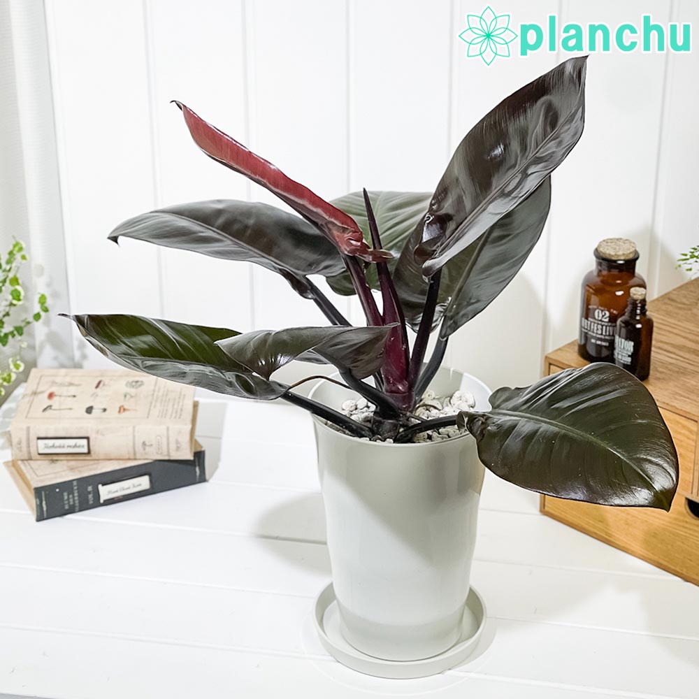 楽天市場】PLANCHU 観葉植物 フィロデンドロン パライソベルデ 4