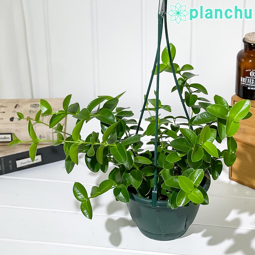 楽天市場】PLANCHU 観葉植物 ヒメモンステラ 7号吊り鉢 育て方説明書