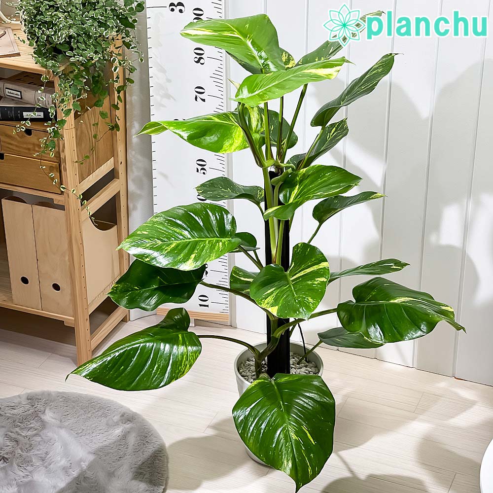 PLANCHU 観葉植物 フィロデンドロン グロリアス 4号吊り鉢 育て