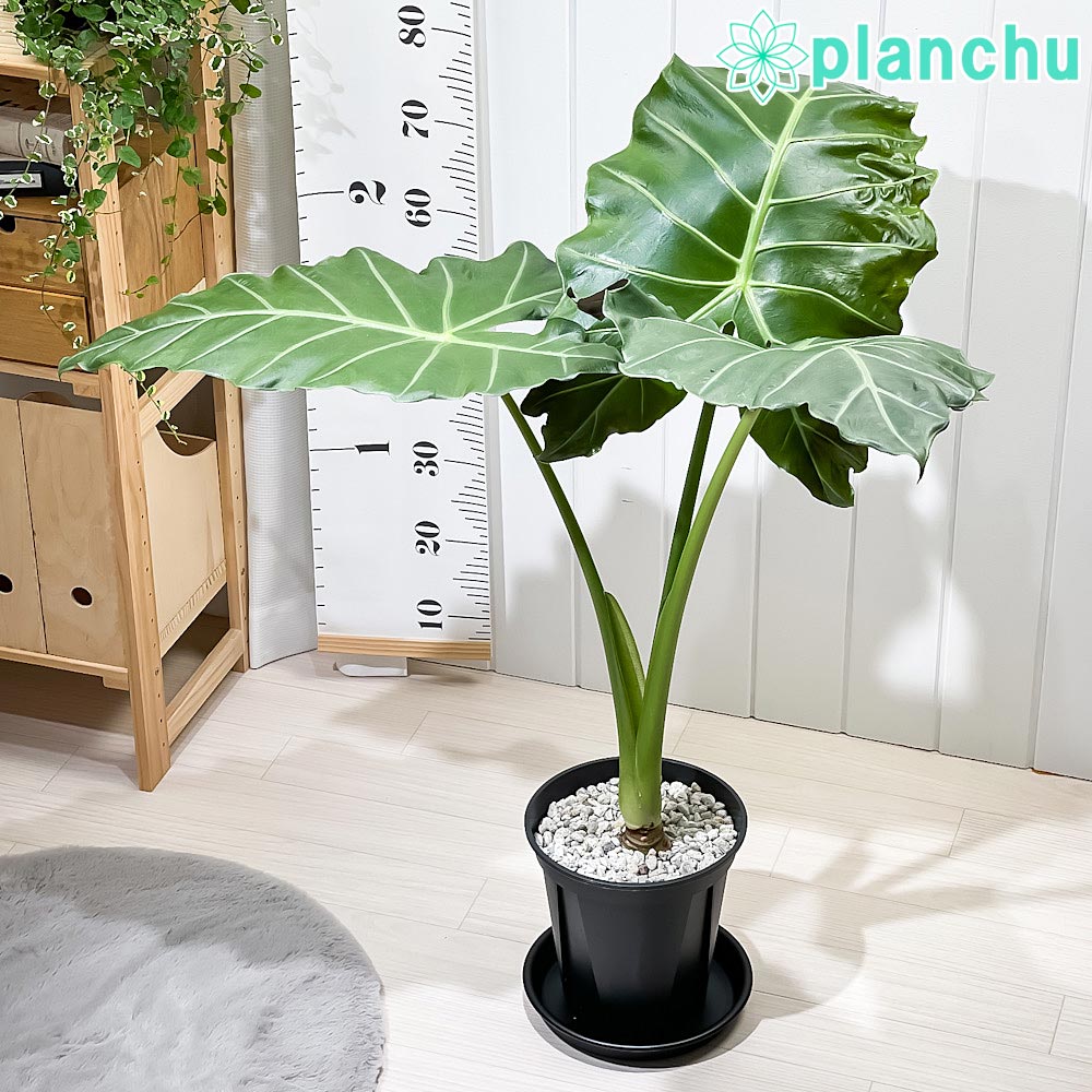 アロカシア ローライダー 8号 楽天市場】PLANCHU 観葉植物 アロカシア ローライダー 8号