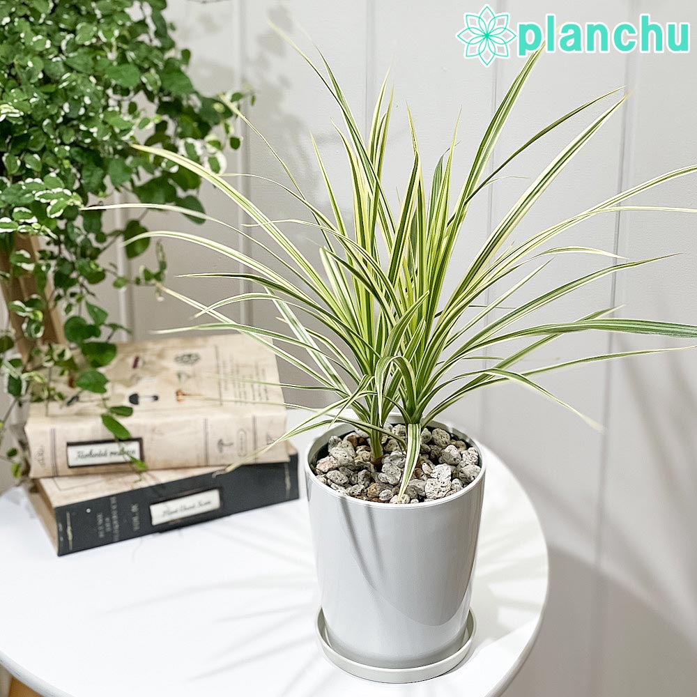 ha7　観葉植物　ドラセナ　マジェンタ　ブラック　8号　陶器鉢　植え込み ha7様専用 観葉植物 ドラセナ マジェンタ ブラック 8号 陶器鉢