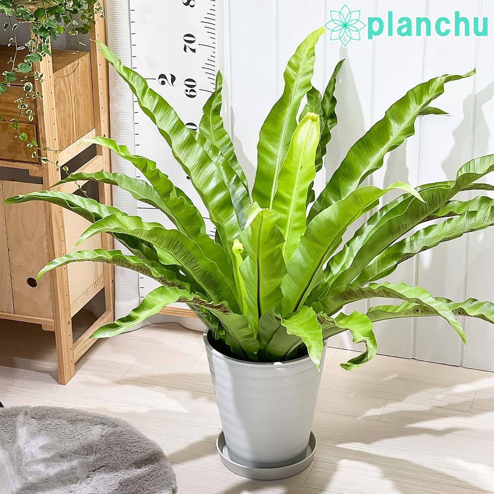 ディクソニア・アンタルクティカ - 植物と暮らす m-plant