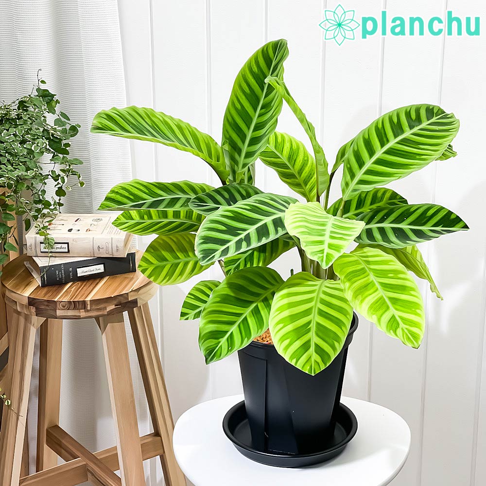 カラジウム　カラジューム　ピンク　シンフォニー　大株　ソルソ　グリーン　レア植物 PLANCHU 観葉植物 カラジウム ピンクシンフォニー 4号鉢 受け皿
