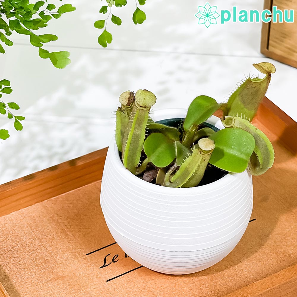 楽天市場】PLANCHU 食虫植物 ネペンテス ダイエリアナ 5号吊り鉢