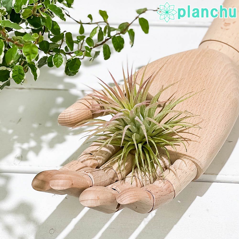 【現品】チランジア・オエスティディアナ（エアープランツ・ティランジア）6号　Ⅲ