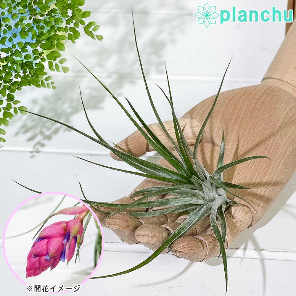 楽天市場】PLANCHU エアプランツ ティランジア カウツキー 1株