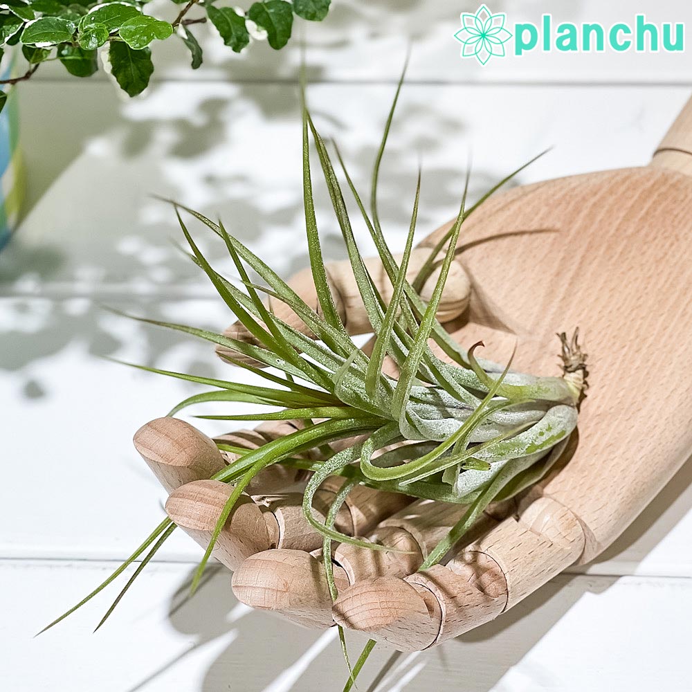 希少！イオナンタ ロケット/エアプランツ/エアープランツ エアプランツ イオナンタ・イオナンタ（Sサイズ）/ 観葉植物