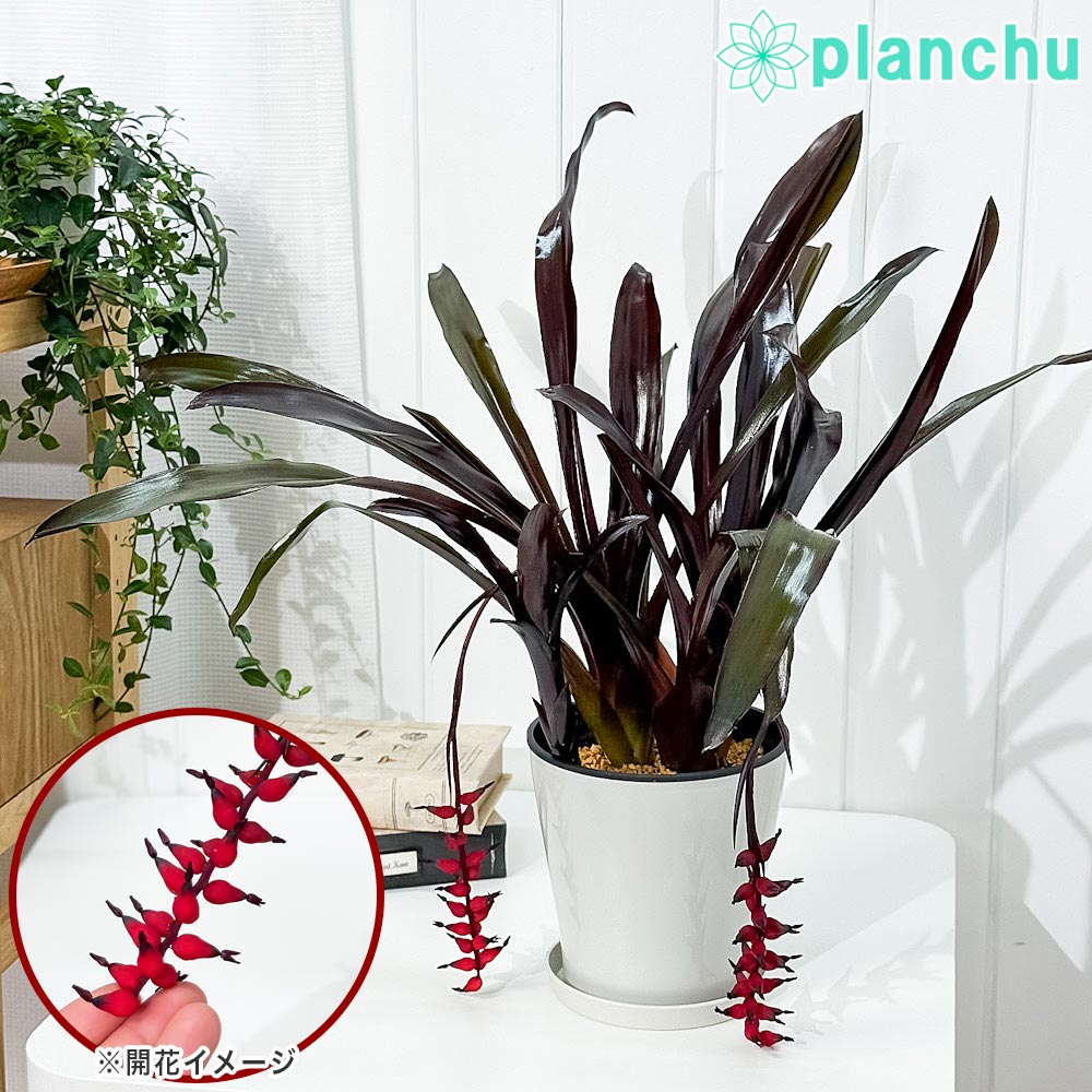 楽天市場】おしゃれ 観葉植物 花苗：プロテア エキシミア*6号 Protea