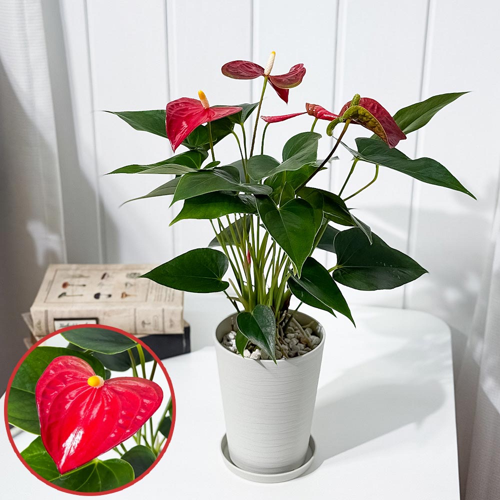 楽天市場】PLANCHU 観葉植物 アンスリウム ミスティーク 4号鉢