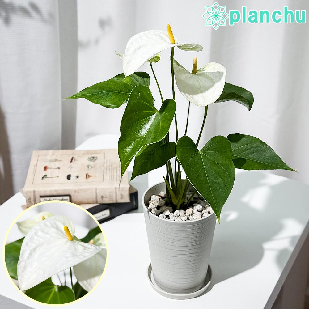 楽天市場】PLANCHU 観葉植物 アンスリウム メイン 6号鉢 受け皿付き