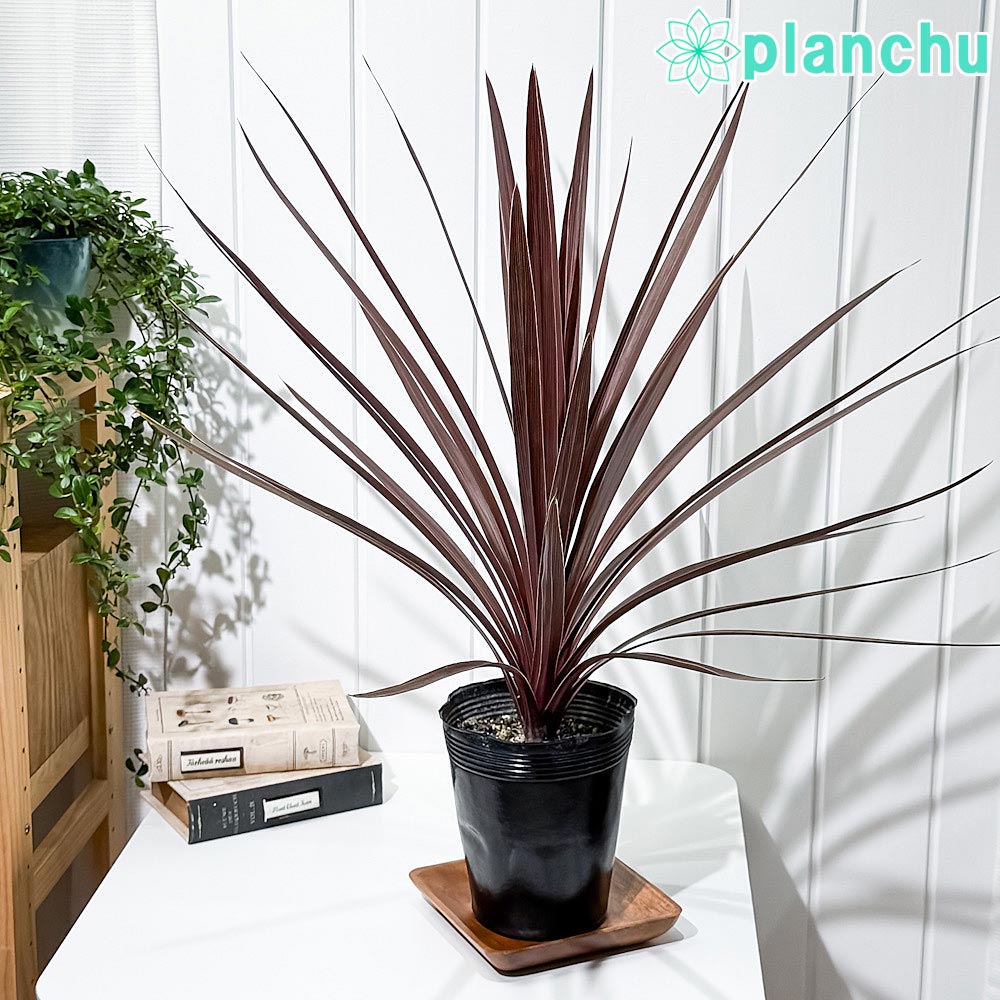 楽天市場】PLANCHU 観葉植物 コルディリネ キウイ 5号ロング鉢 受け皿