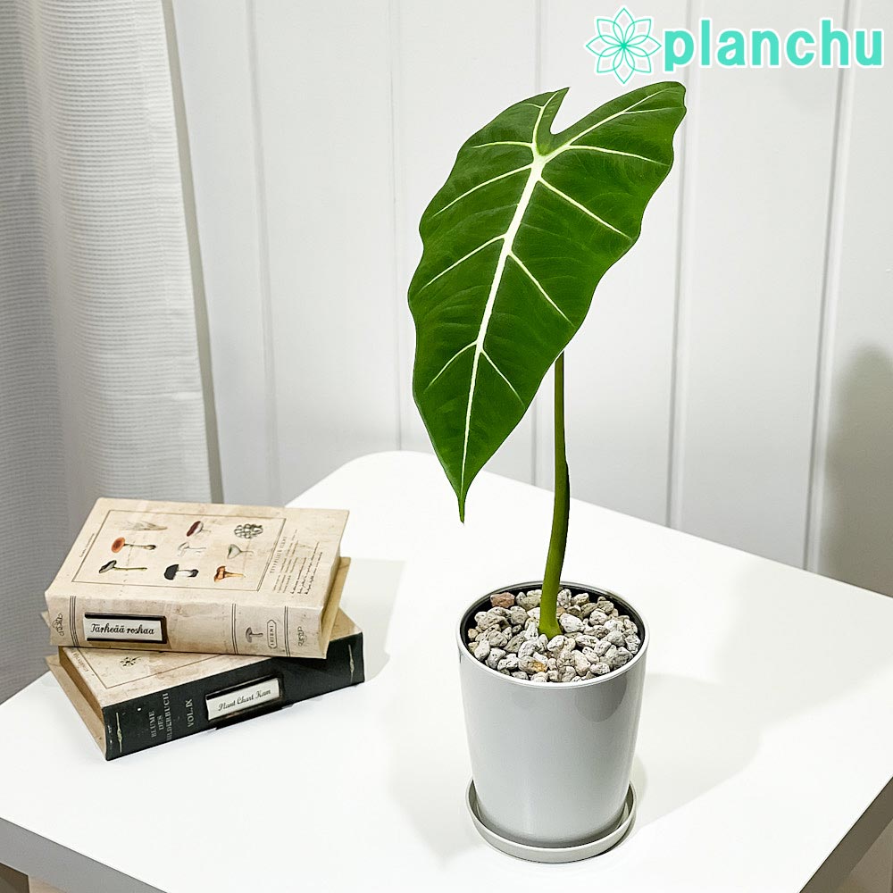 楽天市場】PLANCHU 観葉植物 アロカシア メタリカ 4号鉢 受け皿付き 育て方説明書付き Alocasia indica var.  metallica アロイド : プランチュ 楽天市場店