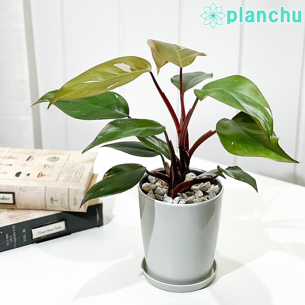 フィロデンドロングロリアス 61NdKAu3FjL._AC_SY200_QL15_.jpg