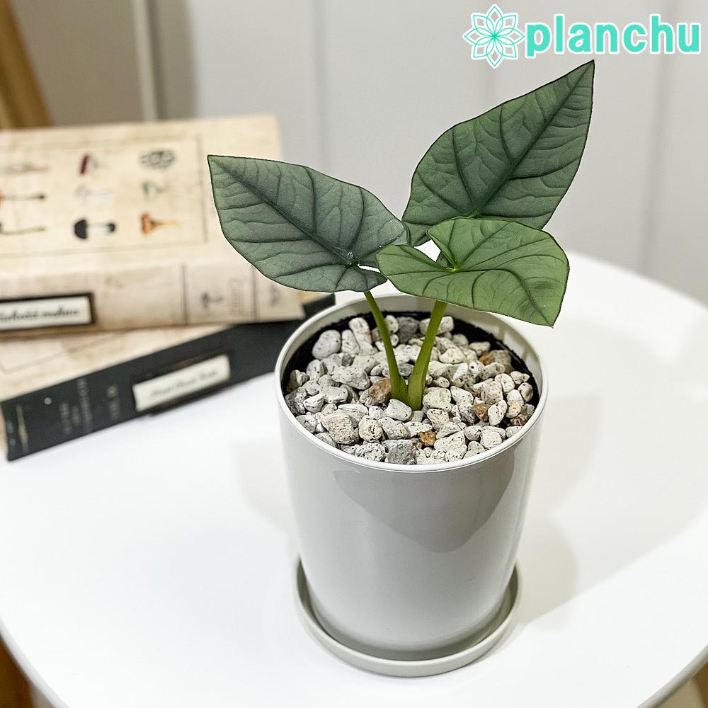 楽天市場】PLANCHU 観葉植物 アロカシア クプレア レッド 楽天市場】PLANCHU 観葉植物 アロカシア クプレア レッド