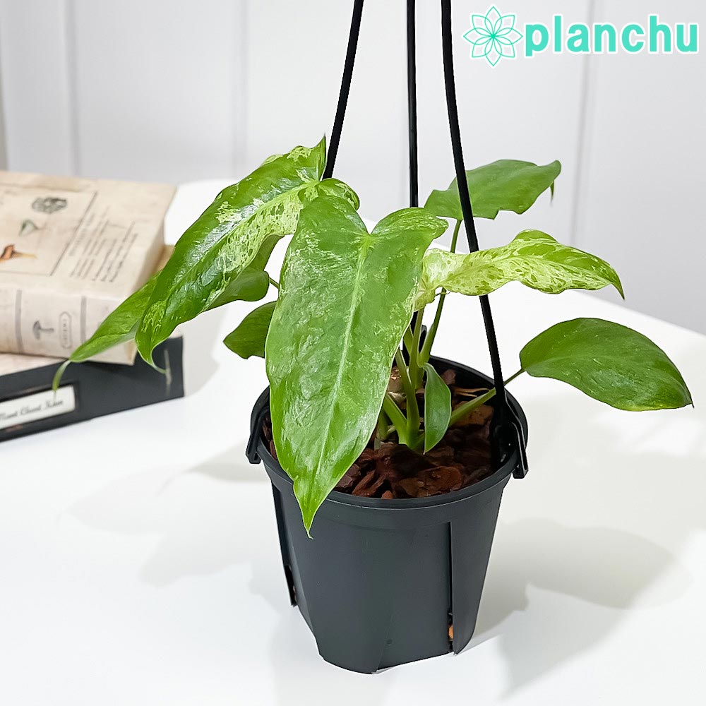 楽天市場】PLANCHU 観葉植物 フィロデンドロン ミカンス 5号吊り 楽天市場】PLANCHU 観葉植物 フィロデンドロン ミカンス 5号吊り