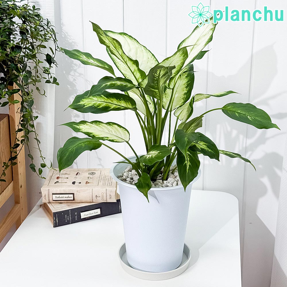 楽天市場】PLANCHU 観葉植物 ディッキア グランマルニエホワイトフォ