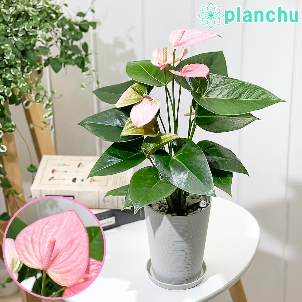 楽天市場】PLANCHU 観葉植物 アンスリウム ミスティーク 4号鉢 楽天市場】PLANCHU 観葉植物 アンスリウム ミスティーク 4号鉢