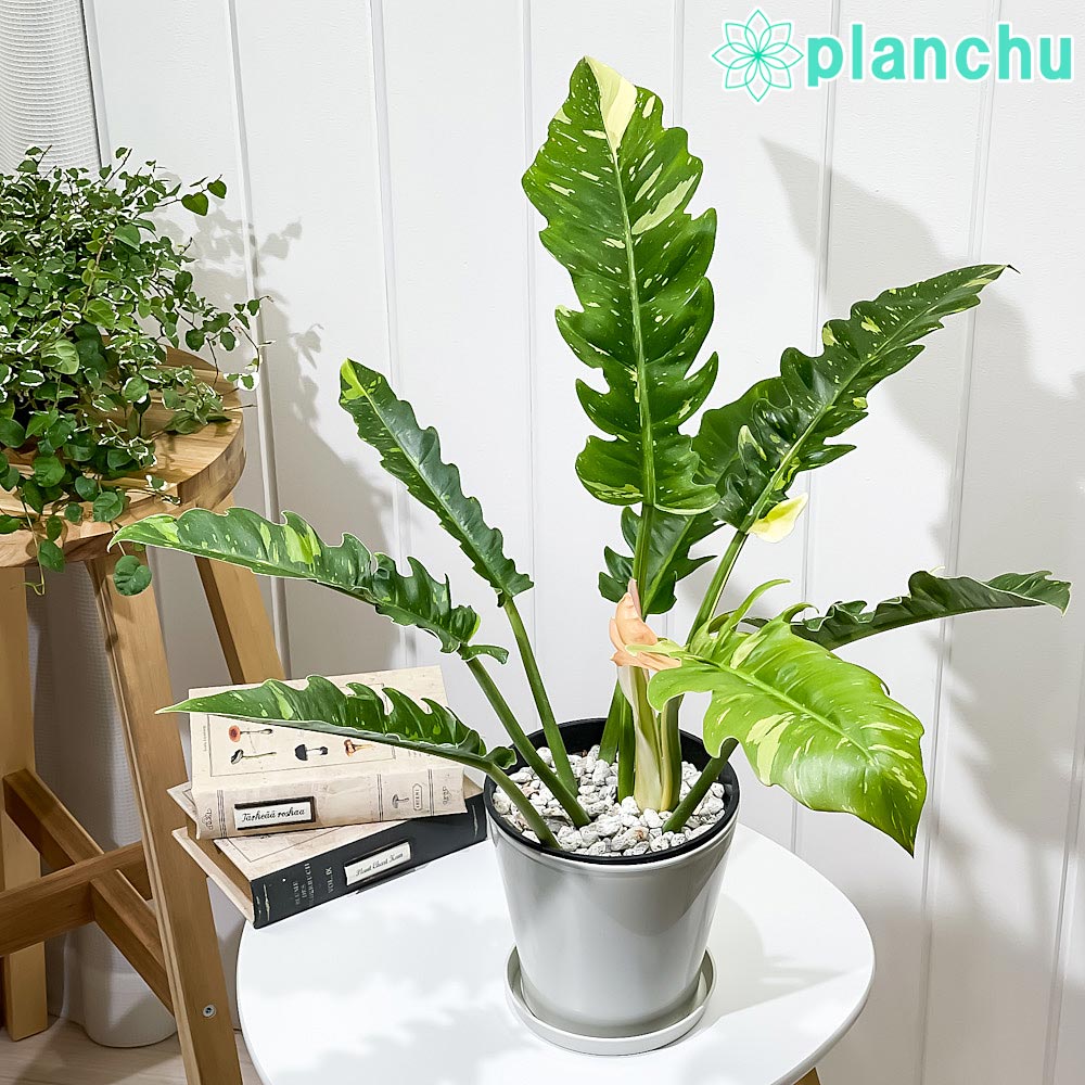 楽天市場】PLANCHU 観葉植物 フィロデンドロン クルエンタム 6号鉢