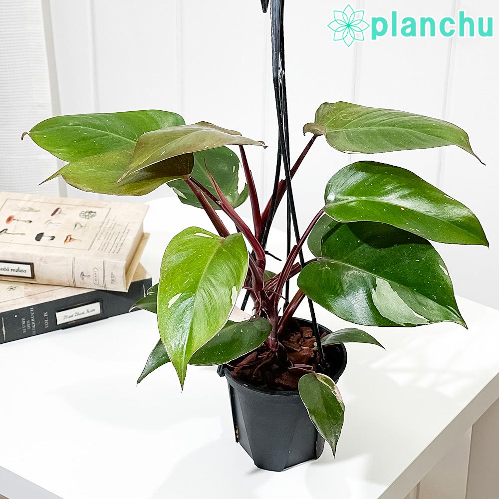 楽天市場】PLANCHU 観葉植物 フィロデンドロン パライソベルデ 4