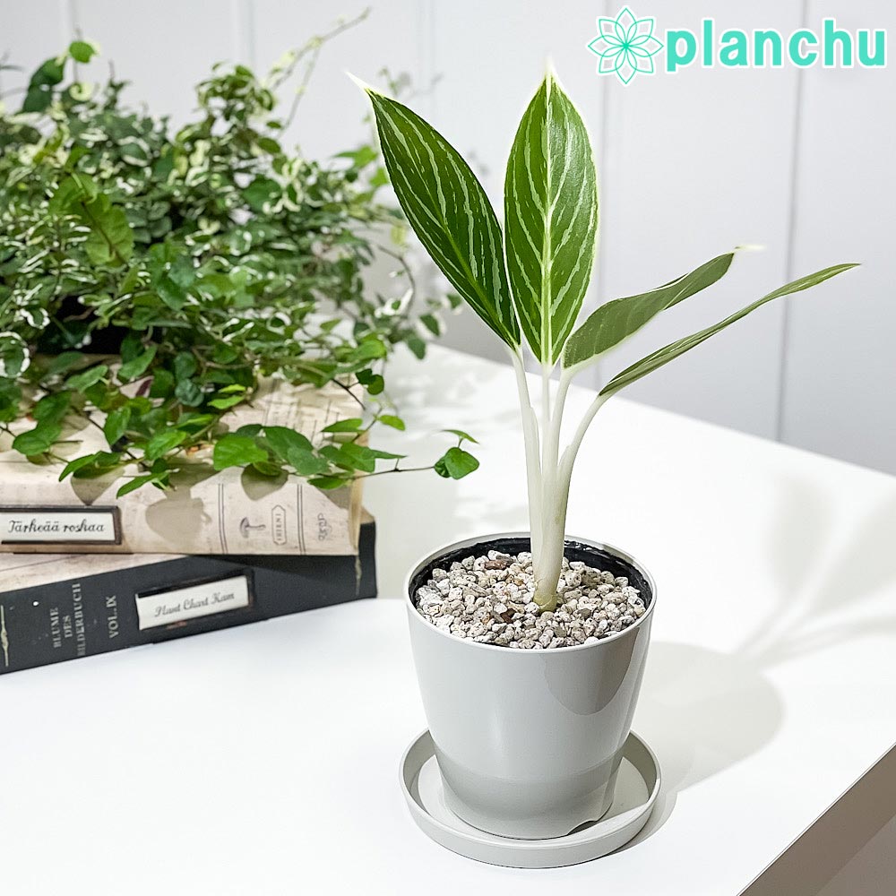 楽天市場】PLANCHU 観葉植物 アグラオネマ シルバークイーン 6号 楽天市場】PLANCHU 観葉植物 アグラオネマ シルバークイーン 6号