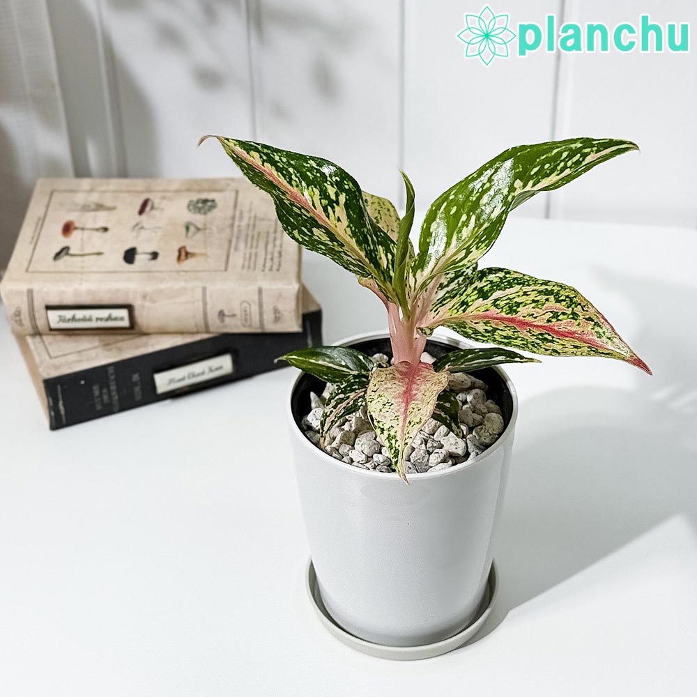 楽天市場】PLANCHU 観葉植物 アグラオネマ プセウドブラクテ