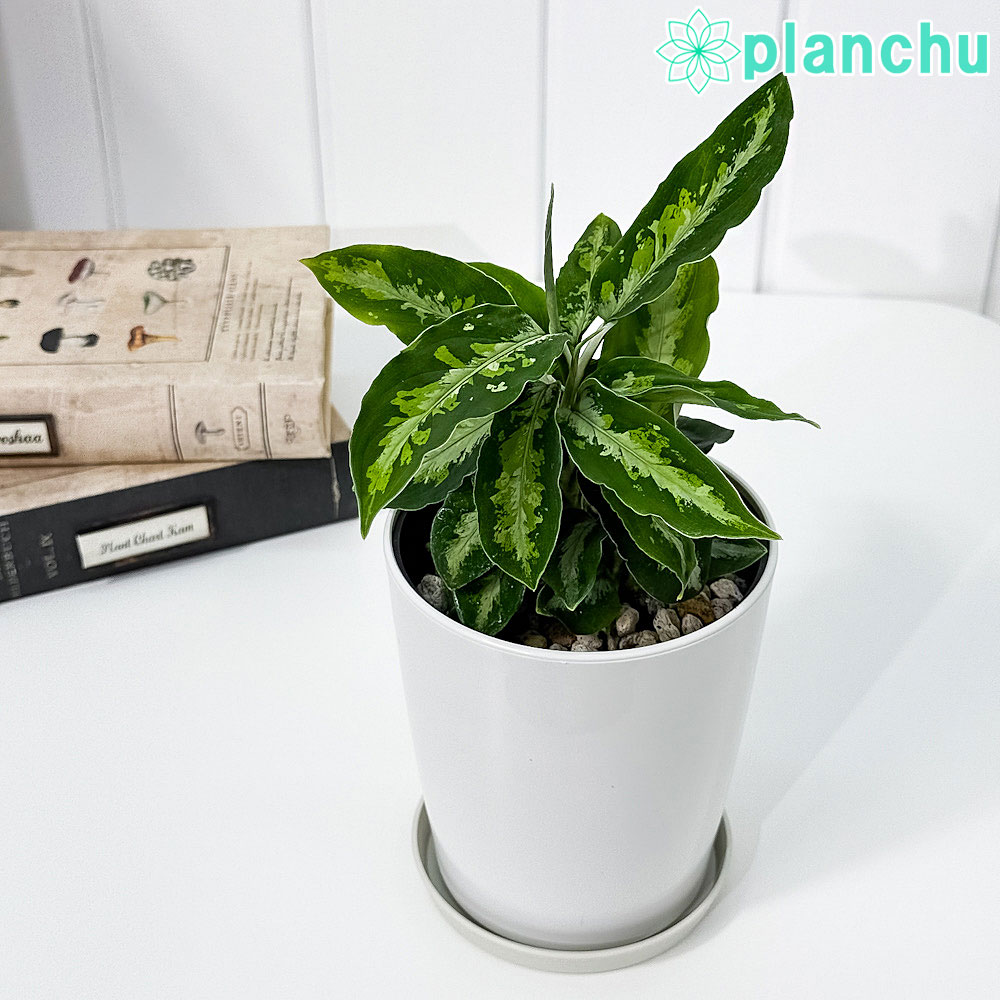 Aglaonema pictum tricolor 観葉植物 Aglaonema pictum tricolor 新しい葉ほど模様がはっきり出てき