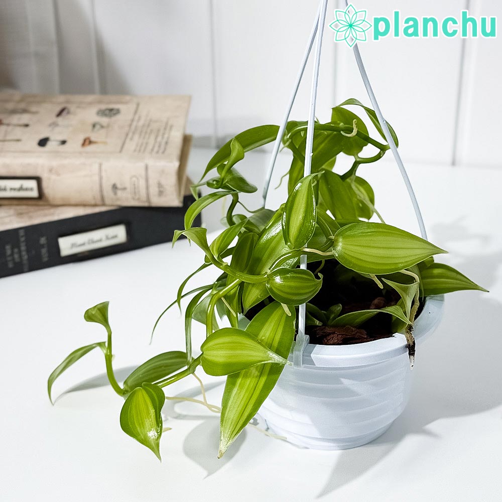 楽天市場】PLANCHU 観葉植物 ホヤ カルノーサ コンパクタ 4号吊り鉢