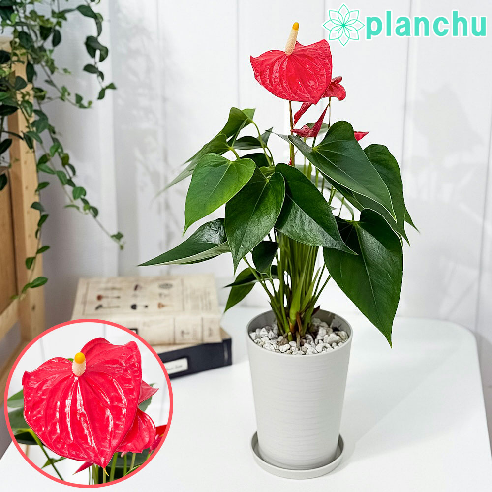 楽天市場】アンスリウム ルクスリアンス 3.5号 アーバンジャングル