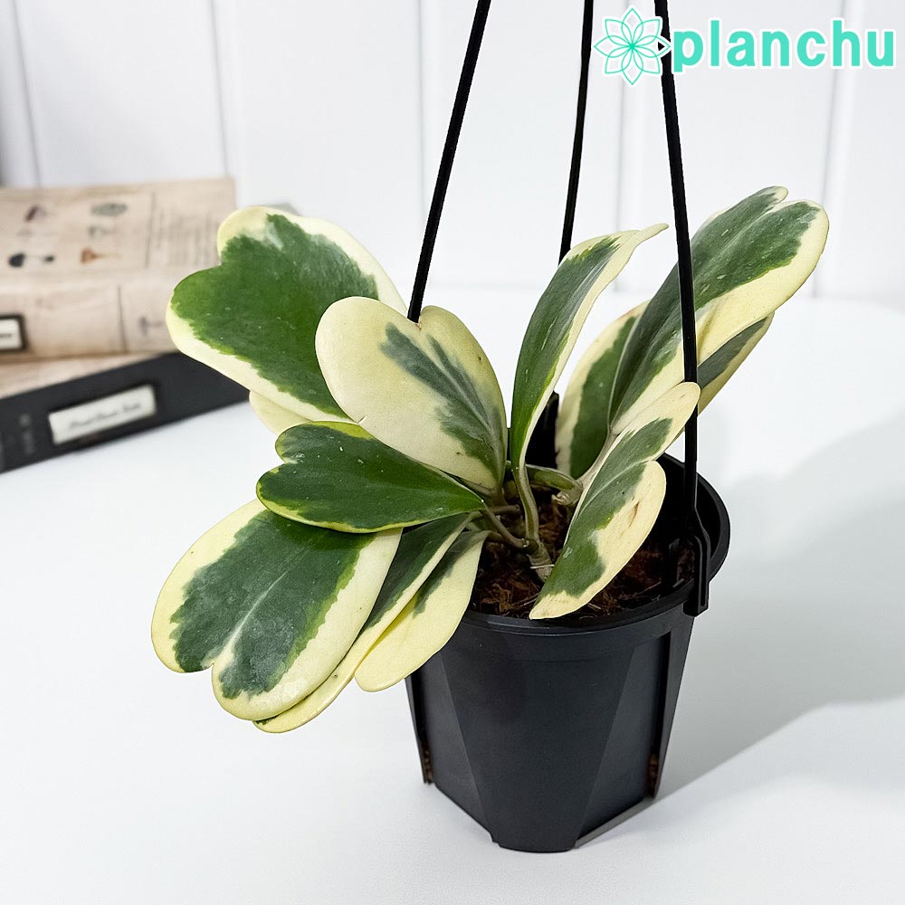 楽天市場】PLANCHU 観葉植物 ホヤ カーリー 4号吊り鉢 育て方