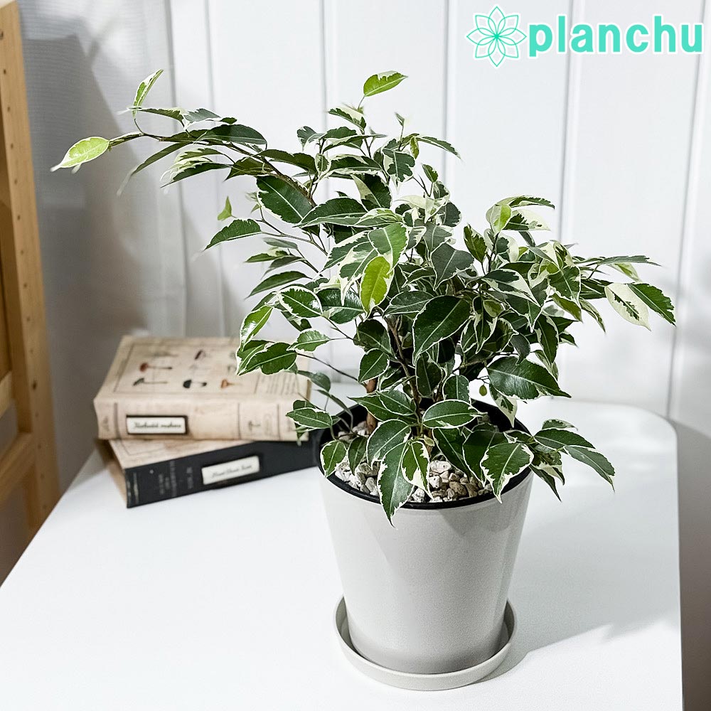 フィカス ジン 2 ファイバー鉢 お皿付き フィカス ジン ファイバー鉢 お皿付き