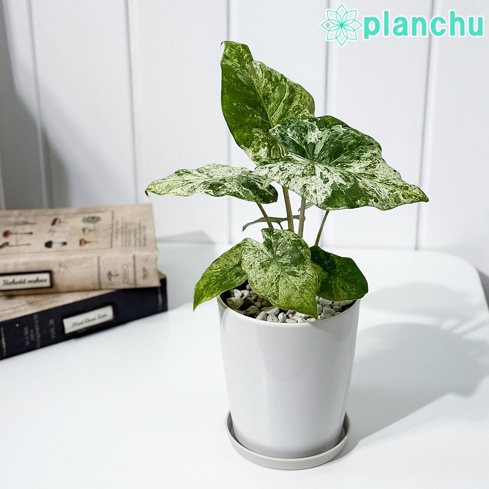 アロカシア　ローライダー　斑入り 楽天市場】PLANCHU 観葉植物 アロカシア ローライダー 8号スリット鉢