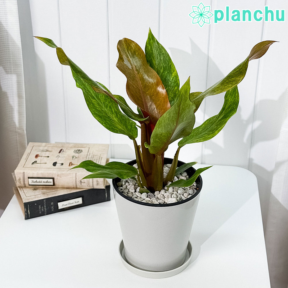 楽天市場】PLANCHU 観葉植物 フィロデンドロン パライソベルデ 4
