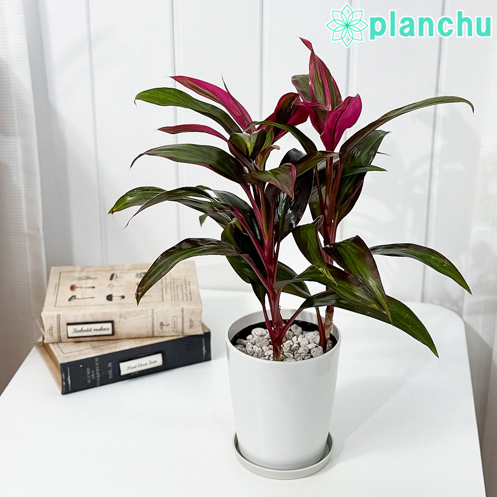 楽天市場】PLANCHU 観葉植物 コルディリネ キウイ 5号ロング鉢