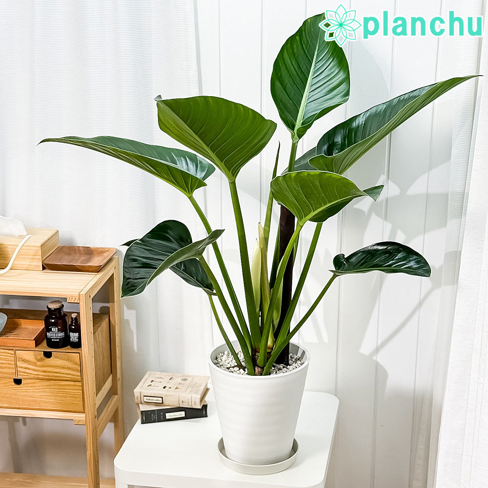 フィロデンドロン　パライソベルデ　4 楽天市場】PLANCHU 観葉植物 フィロデンドロン パライソベルデ 4