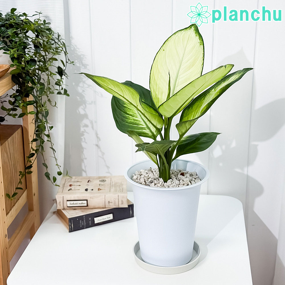 グランマルニエ　ホワイトフォリッジ 200977_1.jpg