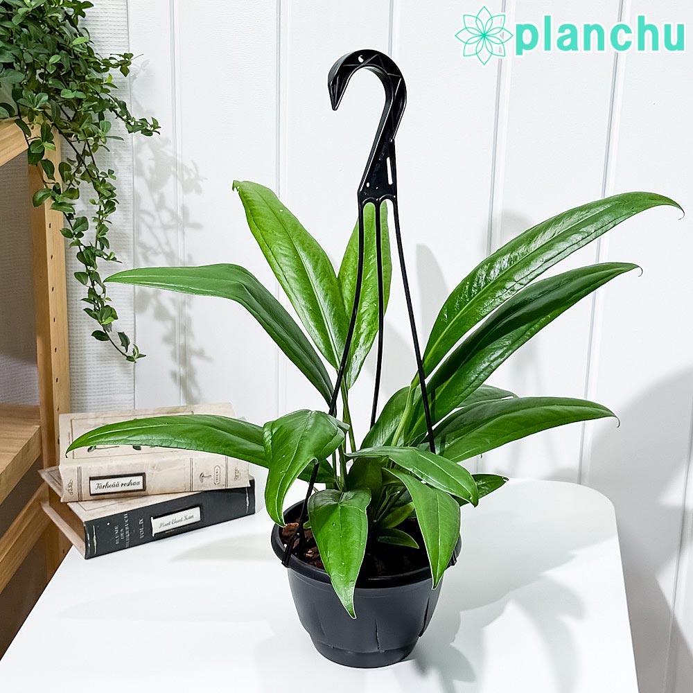 楽天市場】観葉植物 アンスリウム フーケリー : 花右衛門