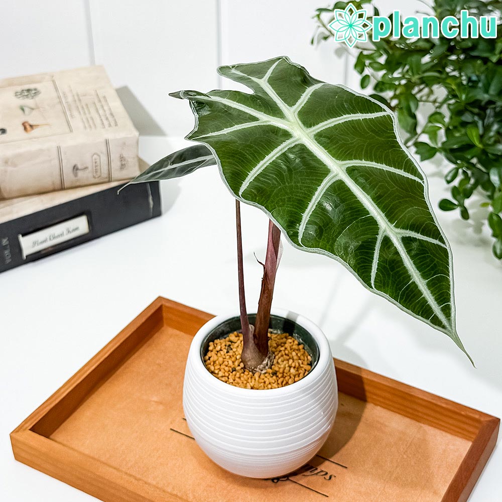 楽天市場】PLANCHU 観葉植物 アロカシア スティングレイ 4号鉢 受け皿