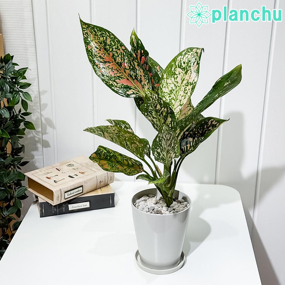 楽天市場】PLANCHU 観葉植物 アグラオネマ ビューティー 4号鉢 受け皿