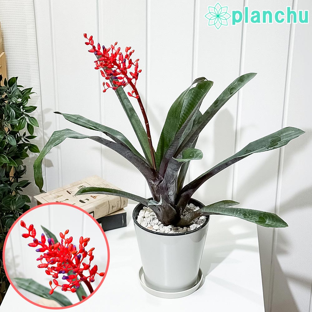 楽天市場】おしゃれ 観葉植物 花苗：プロテア エキシミア*6号 Protea